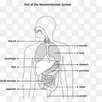 ���ڷ���ϸ���ڷ���ϵͳ�ڷ��������ڷ�������Ѫ��-������