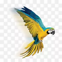 TELUS/剑桥电子公司成立Telus电视鹦鹉网络-空若网 TELUS/剑桥电子公司成立Telus电视鹦鹉网络-空若网