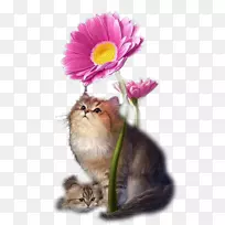 小猫须开花植物.小猫-空若网 小猫须开花植物.小猫-空若网