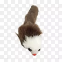 胡须,小猫,猫毛,鼻子-小猫-空若网 胡须,小猫,猫毛,鼻子-小猫-空若网