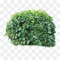 灌木植物png图片树剪贴画植物-空若网 灌木植物png图片树剪贴画植物-空若网
