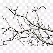 嫩枝树,修剪叶树-空若网 嫩枝树,修剪叶树-空若网