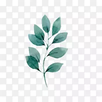 ͼÐÎͼÏñÉè¼ÆÏÂÔØË®²Ê».Ë®²ÊÈÈ´øÊ÷Ò¶-¿ÕÈôÍø ͼÐÎͼÏñÉè¼ÆÏÂÔØË®²Ê».Ë®²ÊÈÈ´øÊ÷Ò¶-¿ÕÈôÍø