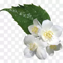 png图片剪贴画茉莉花白花-空若网 png图片剪贴画茉莉花白花-空若网