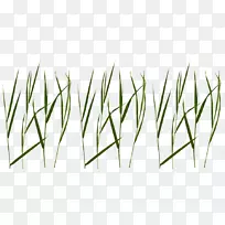 ��Ƭ��ƺpngͼƬ����������ӳ��.������-������