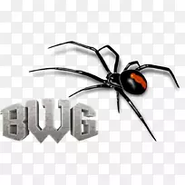 红背蜘蛛红背节肢动物黑屋蜘蛛-空若网 红背蜘蛛红背节肢动物黑屋蜘蛛-空若网