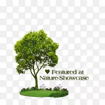 png图片adobe Photoshop剪贴画PSD图像.树.png-空若网 png图片adobe Photoshop剪贴画PSD图像.树.png-空若网