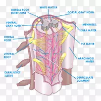 脊髓解剖脊柱神经系统人体耳颞神经-空若网 脊髓解剖脊柱神经系统人体耳颞神经-空若网