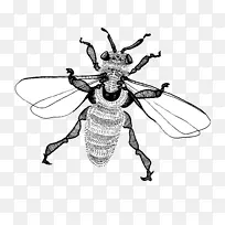 蜜蜂昆虫象鼻虫线型-蜜蜂-空若网 蜜蜂昆虫象鼻虫线型-蜜蜂-空若网