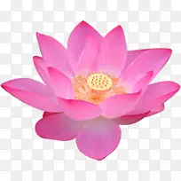 神圣莲花埃及莲花伏尔加三角洲形象-花-空若网 神圣莲花埃及莲花伏尔加三角洲形象-花-空若网