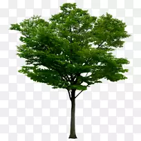 Adobe Photoshoppng图片图像PSD树-桦树河-空若网 Adobe Photoshoppng图片图像PSD树-桦树河-空若网