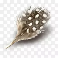 Adobe Photoshop羽毛png图片剪辑艺术PSD-羽毛船-空若网 Adobe Photoshop羽毛png图片剪辑艺术PSD-羽毛船-空若网