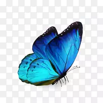 蝴蝶图片-免费昆虫图片-蝴蝶-空若网 蝴蝶图片-免费昆虫图片-蝴蝶-空若网