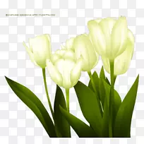 郁金香切花花型花束郁金香-空若网 郁金香切花花型花束郁金香-空若网