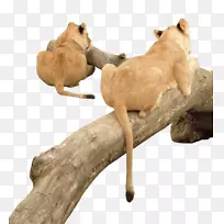 LEANͼ��pngͼƬͼ������-LEN-������