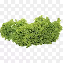 png图片叶菜色拉种植蔬菜和草药.蔬菜-空若网 png图片叶菜色拉种植蔬菜和草药.蔬菜-空若网
