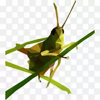 蚱蜢低聚夹艺术-蚱蜢PNG-空若网 蚱蜢低聚夹艺术-蚱蜢PNG-空若网