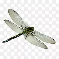 蜻蜓图标-蜻蜓PNG-空若网 蜻蜓图标-蜻蜓PNG-空若网