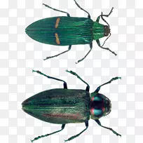 昆虫翼象动物膜-虫PNG图像-空若网 昆虫翼象动物膜-虫PNG图像-空若网