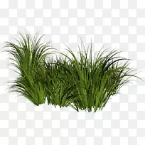 pngͼƬ��������ͼ���ļ���ʽ��.arvore com raiz-������