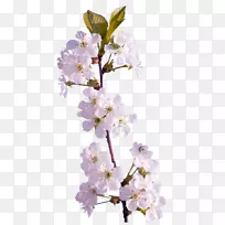 pngͼƬ����������ͼ�������ļ�ӣ����֦-������