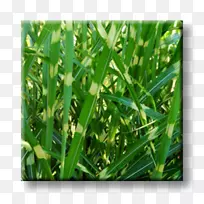 甜草商品草.桂花-空若网 甜草商品草.桂花-空若网