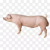 家猪耳鼻猪-空若网 家猪耳鼻猪-空若网