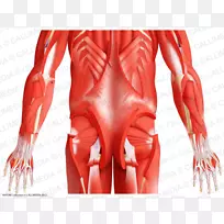 骨盆肌肉系统人体小臀肌-空若网 骨盆肌肉系统人体小臀肌-空若网