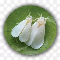 昆虫温室粉虱害虫银叶粉虱蚜虫-空若网 昆虫温室粉虱害虫银叶粉虱蚜虫-空若网