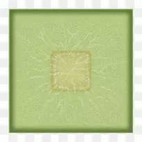 绿色长方形图案-仙人掌顶视图-空若网 绿色长方形图案-仙人掌顶视图-空若网