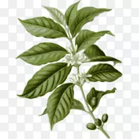 ¿§·ÈÒ¶²è¿§·È¶¹¿§·ÈÊ÷-¿ÕÈôÍø ¿§·ÈÒ¶²è¿§·È¶¹¿§·ÈÊ÷-¿ÕÈôÍø