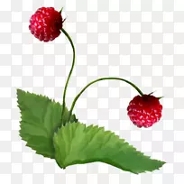 草莓浆果超级食物覆盆子皮天然食品草莓-空若网 草莓浆果超级食物覆盆子皮天然食品草莓-空若网