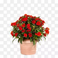 ������ƻ�������ﺣ��-������