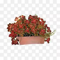 �������ֲ�������ֲ��.ֲ��-������