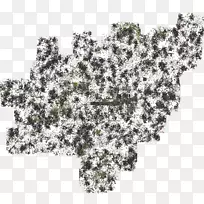 灌木开花植物分枝植物.绿宝石-空若网 灌木开花植物分枝植物.绿宝石-空若网