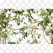 藤花树墙-开花的丛林藤本植物-空若网 藤花树墙-开花的丛林藤本植物-空若网