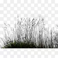 观赏草坪剪贴画-画廊高草PNG-空若网 观赏草坪剪贴画-画廊高草PNG-空若网