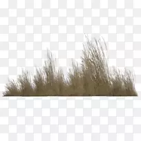 µçÄÔͼ±êÉãÓ°¼ôÌù»-¸ß²ÝPNG͸Ã÷-¿ÕÈôÍø µçÄÔͼ±êÉãÓ°¼ôÌù»-¸ß²ÝPNG͸Ã÷-¿ÕÈôÍø