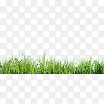 ī�������ƺ���ݹ��Ͳݸ߲���Ȼ-������