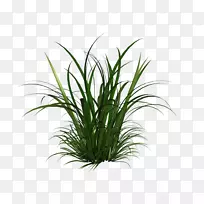 �̱��Ƽ�����-�߲ݼ�����-������