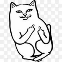 猫中指手指图像-猫-空若网 猫中指手指图像-猫-空若网