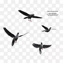 鸟类飞行翅膀剪贴画-飞行鸟PNG-空若网 鸟类飞行翅膀剪贴画-飞行鸟PNG-空若网