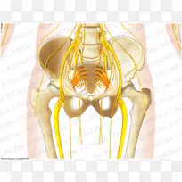 肩部肌肉人体神经系统解剖手臂-空若网 肩部肌肉人体神经系统解剖手臂-空若网