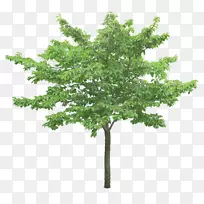 png图片剪辑艺术树图像透明度树-空若网 png图片剪辑艺术树图像透明度树-空若网