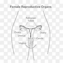 Ů�Խ���Ů����ֳϵͳ����-Ů��-������