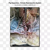 �����Զ��ﺣ��Ʒ���-������ֳϵͳ-������