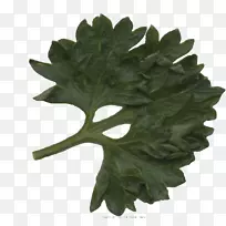 Ҷ��-������