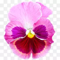 ����һ����ֲ�ﻨ��-pansy-������