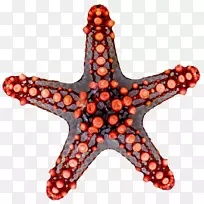 ������ת�ԳƷ���ԳƼ�������ɫ��������-������