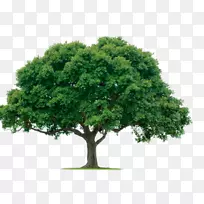 ������pngͼƬ͸����ͼ����-������